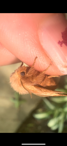 Eastern Tent Caterpillar Moth