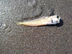 Pseudophycis breviuscula
