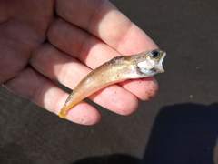 Pseudophycis breviuscula