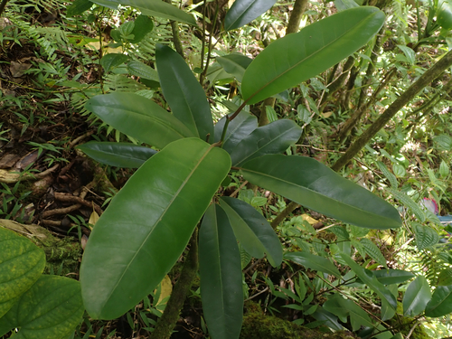 Pisonia sandwicensis observed 2026-06-15