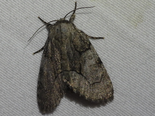 Brother Moth photo 4
