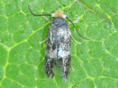 Ectoedemia