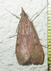 Udea ferrugalis