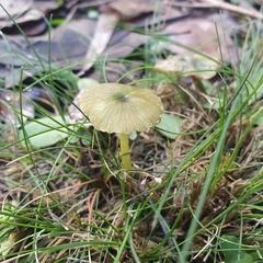 Entoloma rodwayi