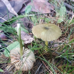 Entoloma rodwayi
