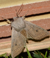 Orthosia gracilis
