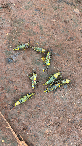 Variegated grasshopper