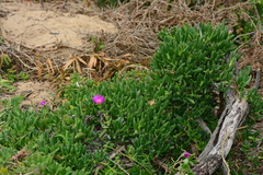 Carpobrotus aequilaterus