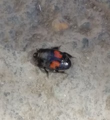 Margarinotus bipustulatus