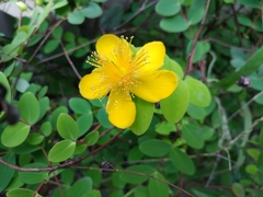 Hypericum formosanum