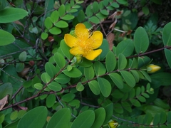 Hypericum formosanum