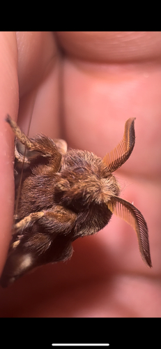 Eastern Tent Caterpillar Moth