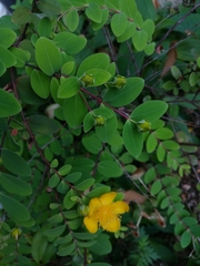 Hypericum formosanum