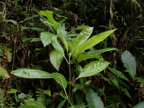 Kadua acuminata observed 2026-06-15