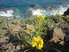 Erysimum amurense