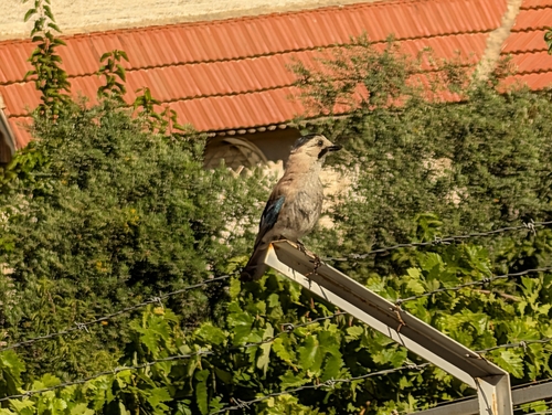 Levant Jay