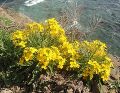 Erysimum amurense