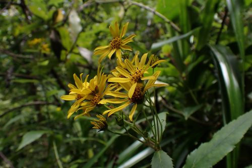 Lipochaeta connata observed 2026-06-15