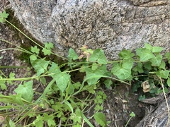 Maurandya antirrhiniflora