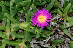 Carpobrotus aequilaterus
