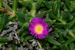 Carpobrotus aequilaterus