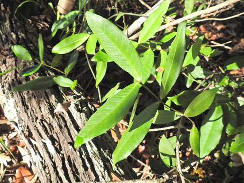 Melodinus australis, photograph 4