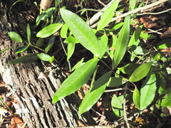 (c) Scott W. Gavins, some rights reserved (CC BY) Melodinus australis, photograph (c) Scott W. Gavins, some rights reserved (CC BY)