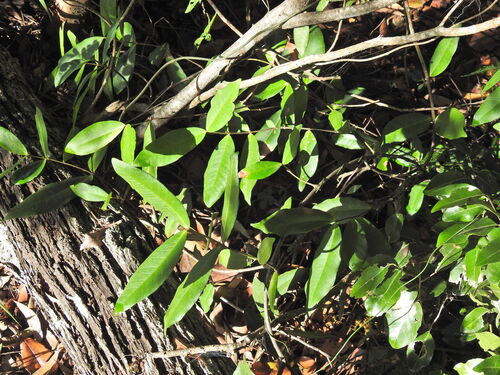 Melodinus australis, photograph 5