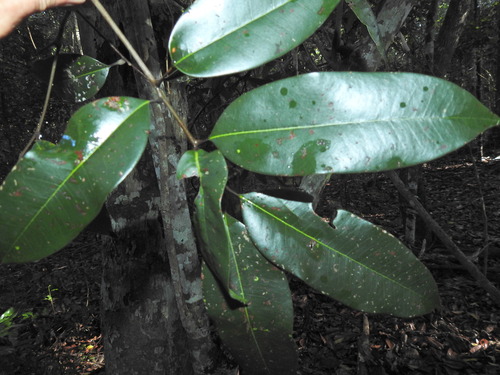 Mischocarpus pyriformis, photograph 2