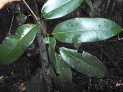 (c) Scott W. Gavins, some rights reserved (CC BY) Mischocarpus pyriformis, photograph (c) Scott W. Gavins, some rights reserved (CC BY)