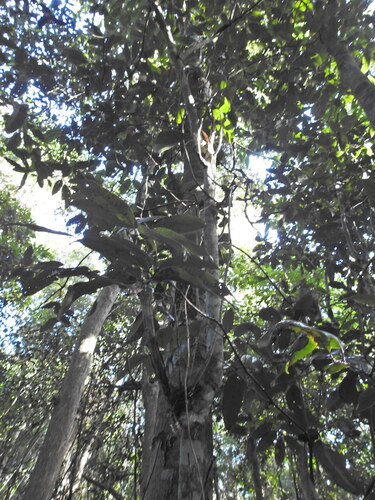 Mischocarpus pyriformis, photograph 3