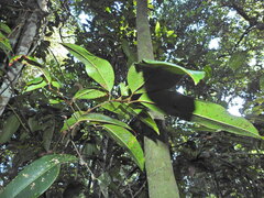 (c) Scott W. Gavins, some rights reserved (CC BY) Mischocarpus pyriformis, photograph (c) Scott W. Gavins, some rights reserved (CC BY)