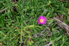 Carpobrotus aequilaterus
