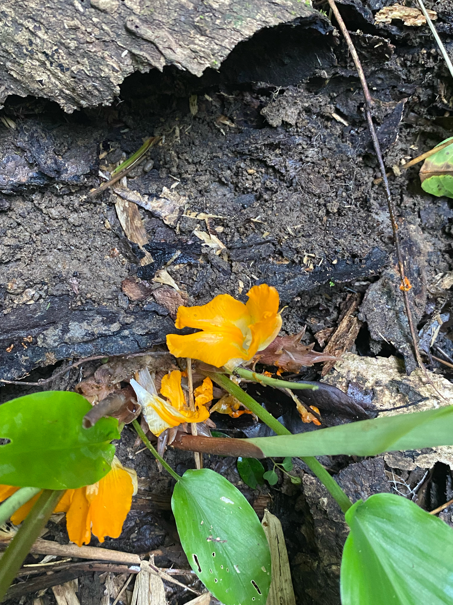 Curcuma xanthella (Curcuma xanthella)