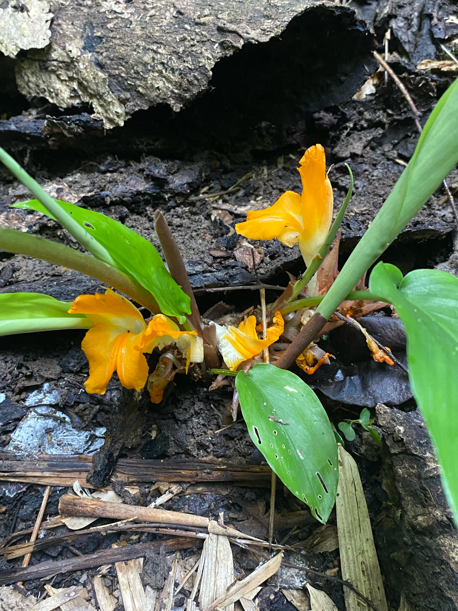 Curcuma xanthella — ảnh 2