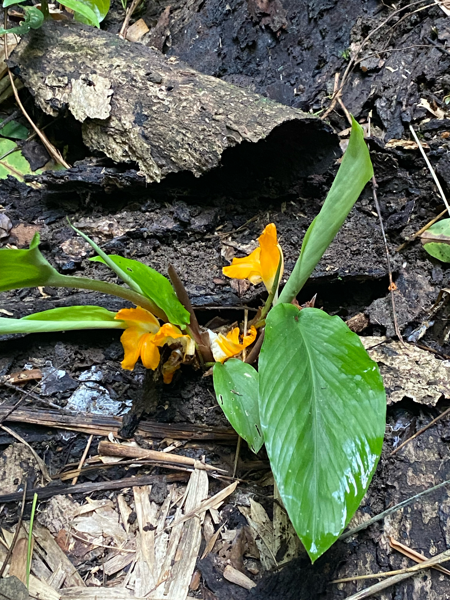 Curcuma xanthella — ảnh 3