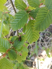 Cercopis