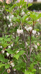 Enkianthus