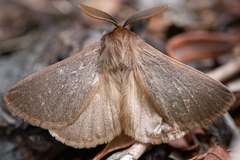 Phyllalia patens