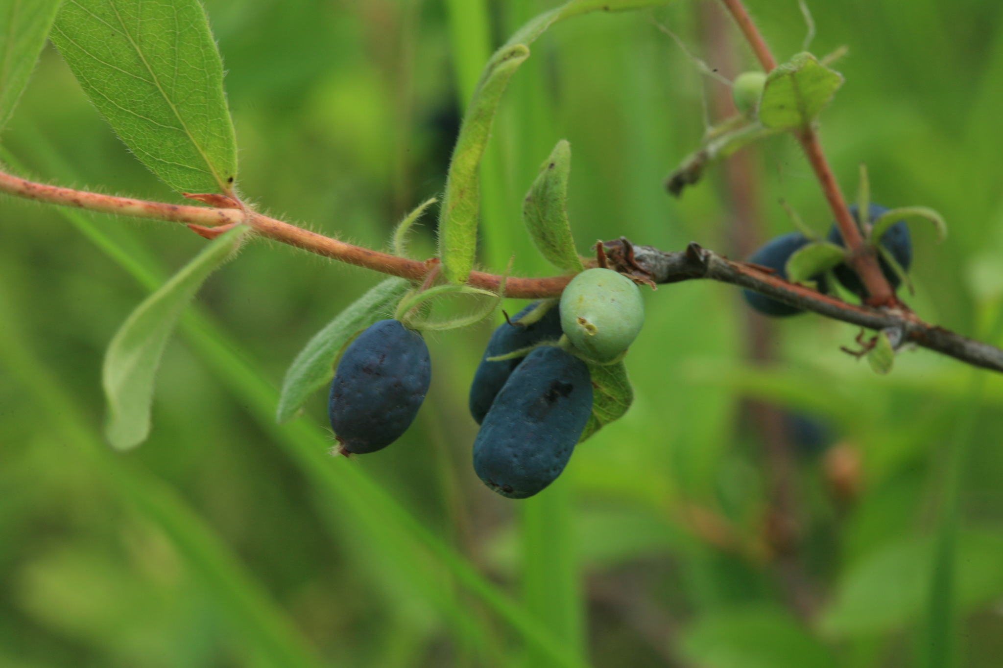 Lonicera caerulea var. edulis