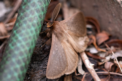 Phyllalia patens