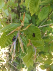 Cercopis