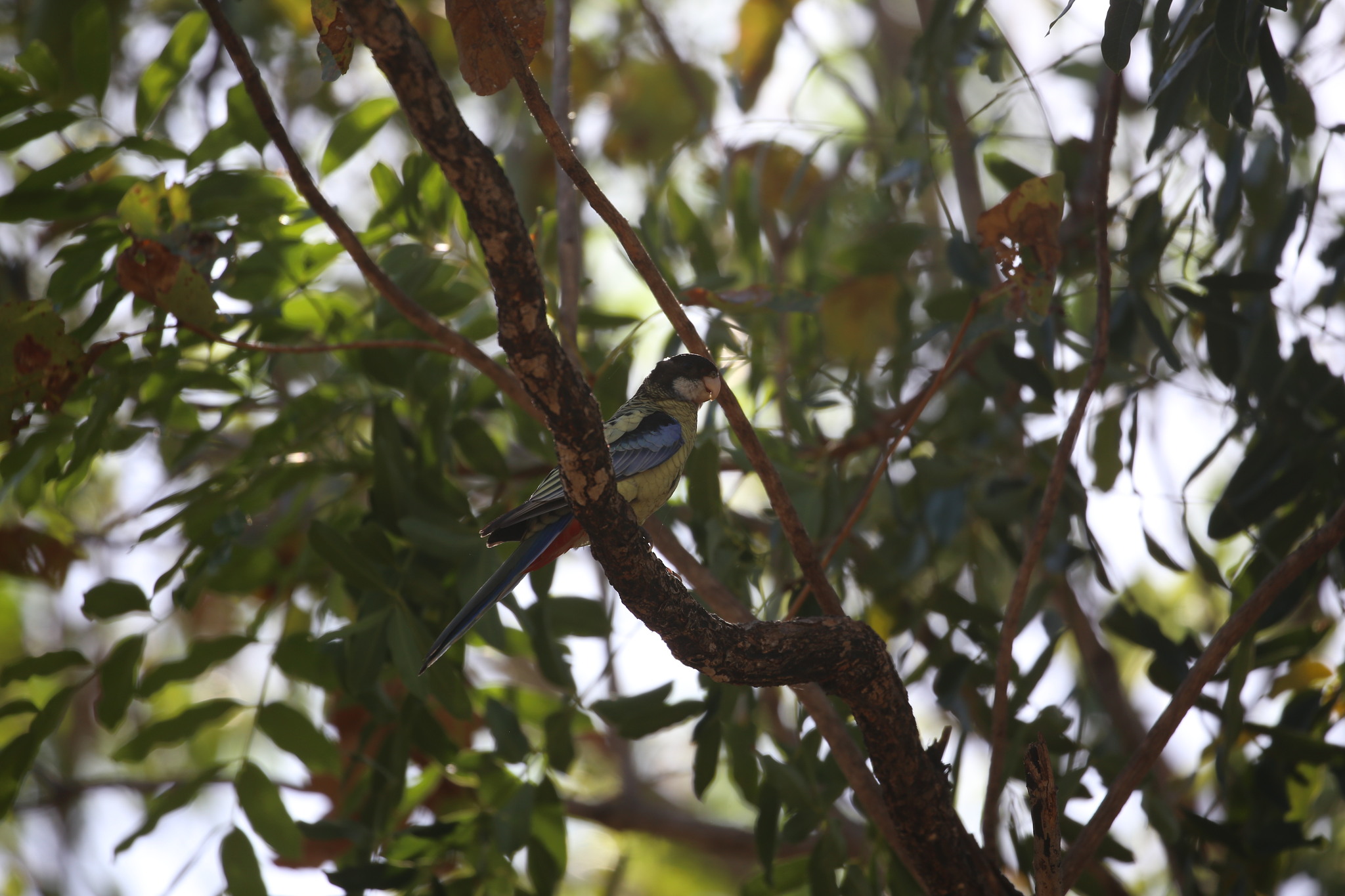 Northern Rosella (Platycercus venustus), photo 4