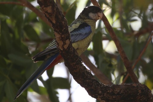 Northern Rosella (Platycercus venustus), photo 3