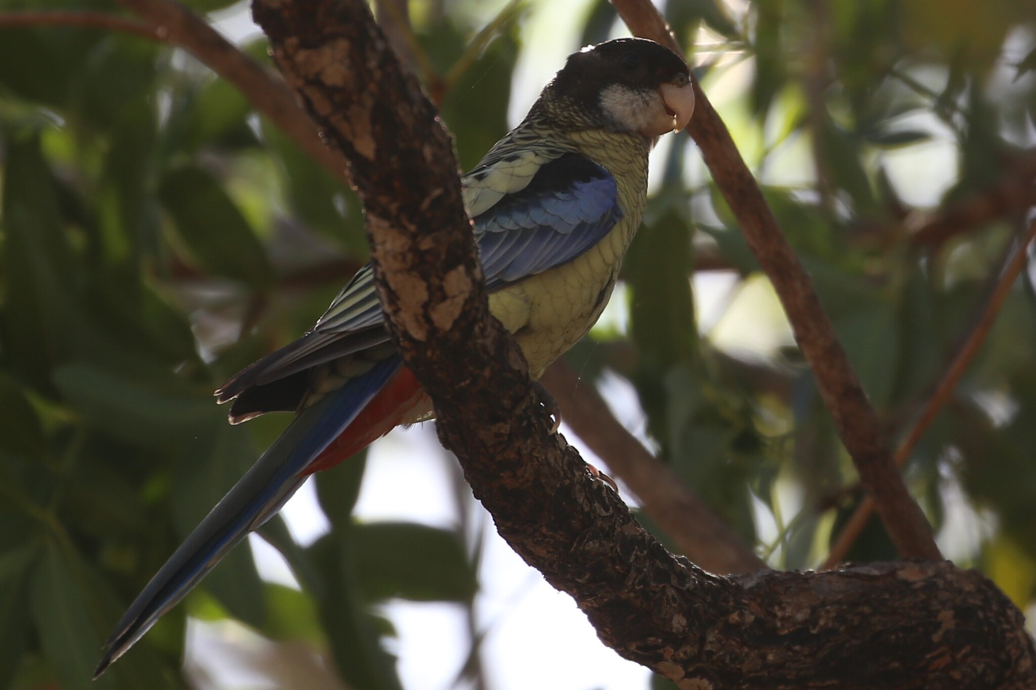 Northern Rosella (Platycercus venustus), photo 3