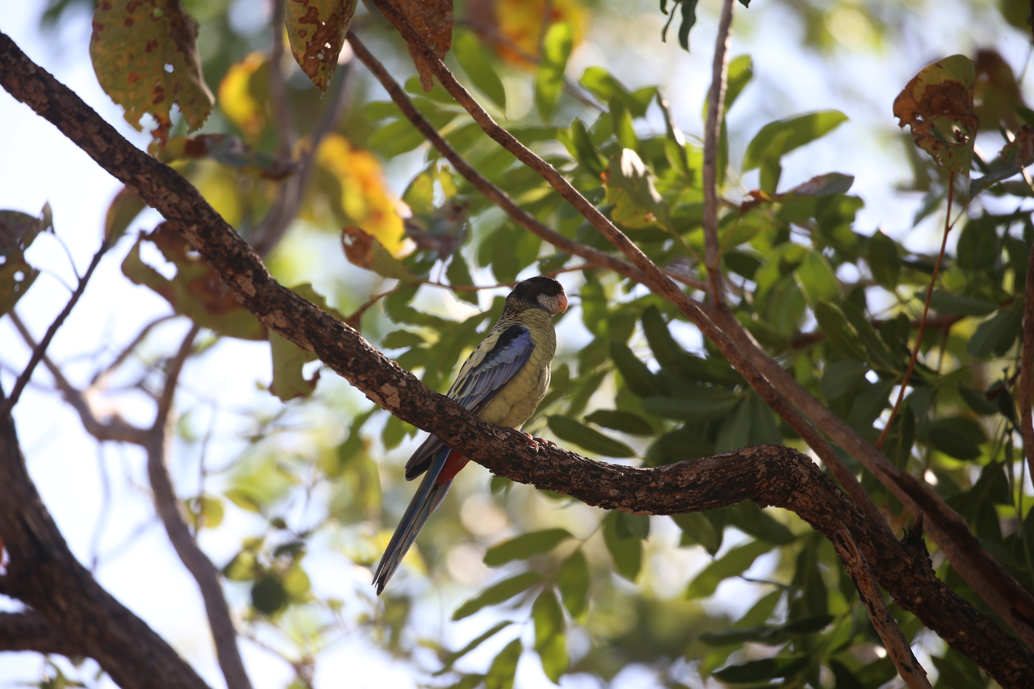 Northern Rosella (Platycercus venustus), photo 5