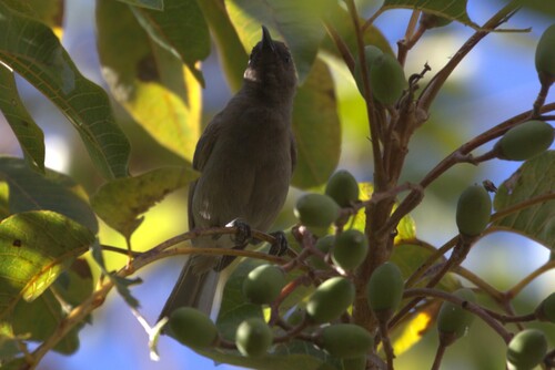 Dusky Myzomela (Myzomela obscura), photo 4