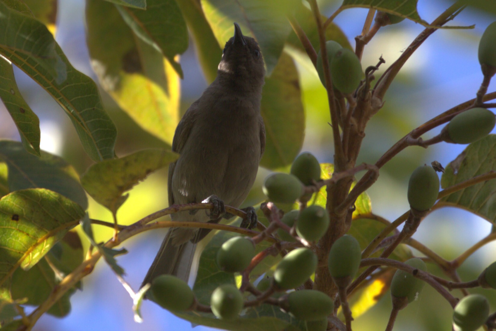 Dusky Myzomela (Myzomela obscura), photo 4