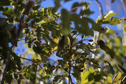 Dusky Myzomela (Myzomela obscura), photo 5