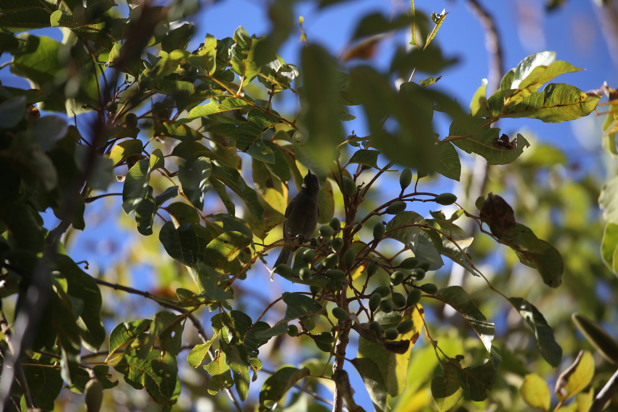 Dusky Myzomela (Myzomela obscura), photo 5